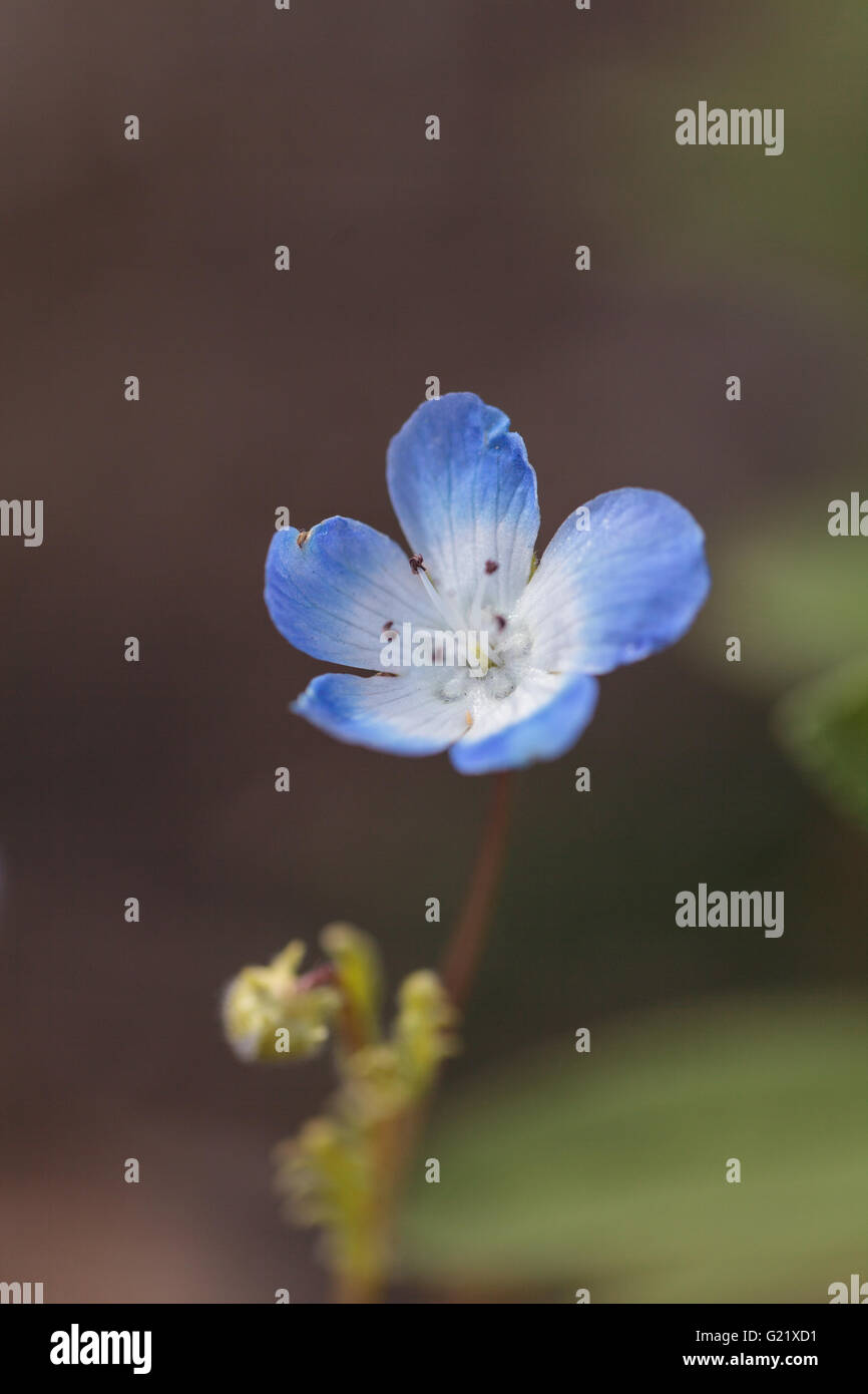 Les yeux bleus de Bébé bleu Nemophila menziesii Nemophila fleur fleurit sur un flou d'arrière-plan flou vert au printemps dans un jardin botanique gar Banque D'Images