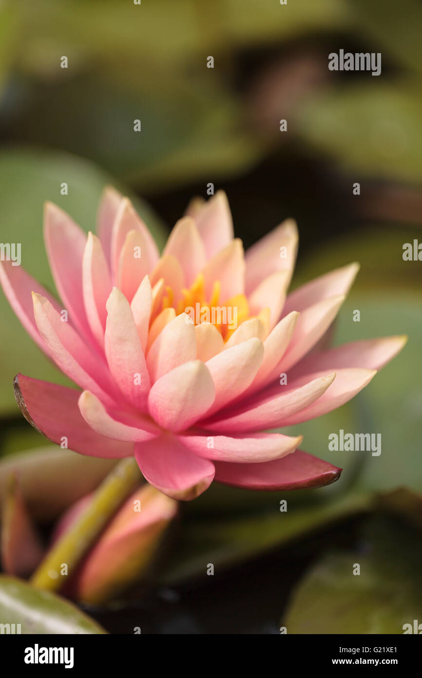 Fleur de nénuphar rose sur le dessus d'un étang de koi en Californie du Sud Banque D'Images