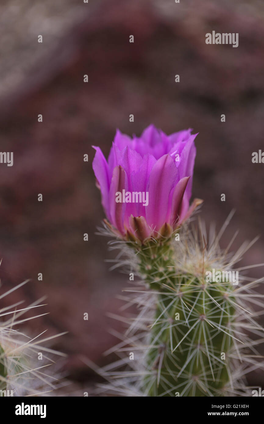 Petites fleurs roses avec une étamine vert trouvé sur Ferocactus emoryi fleurit sur un cactus en Arizona. Banque D'Images