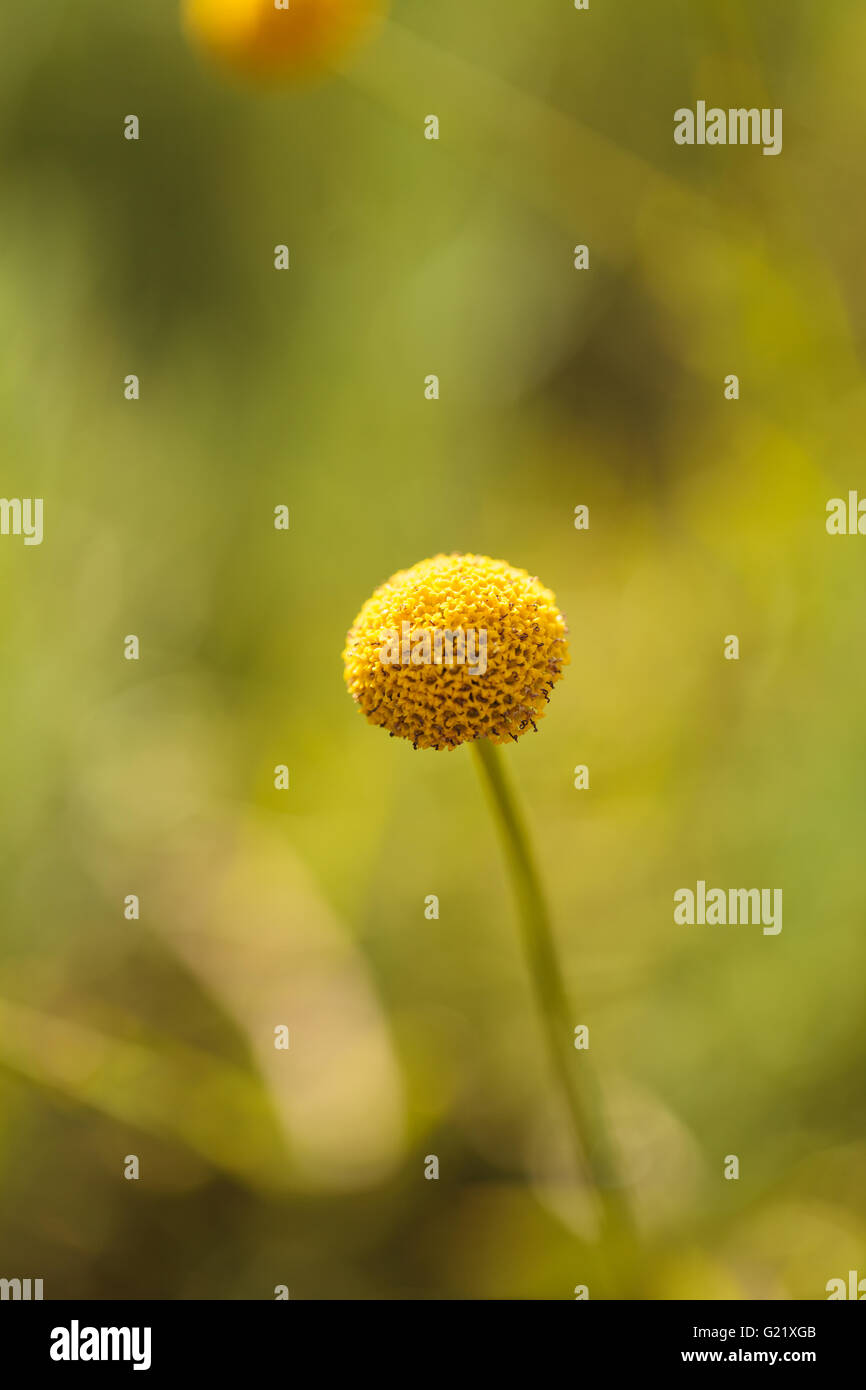 Billy Craspedia fleurs jaune balles sur un flou d'arrière-plan flou vert au printemps dans un jardin botanique. Banque D'Images