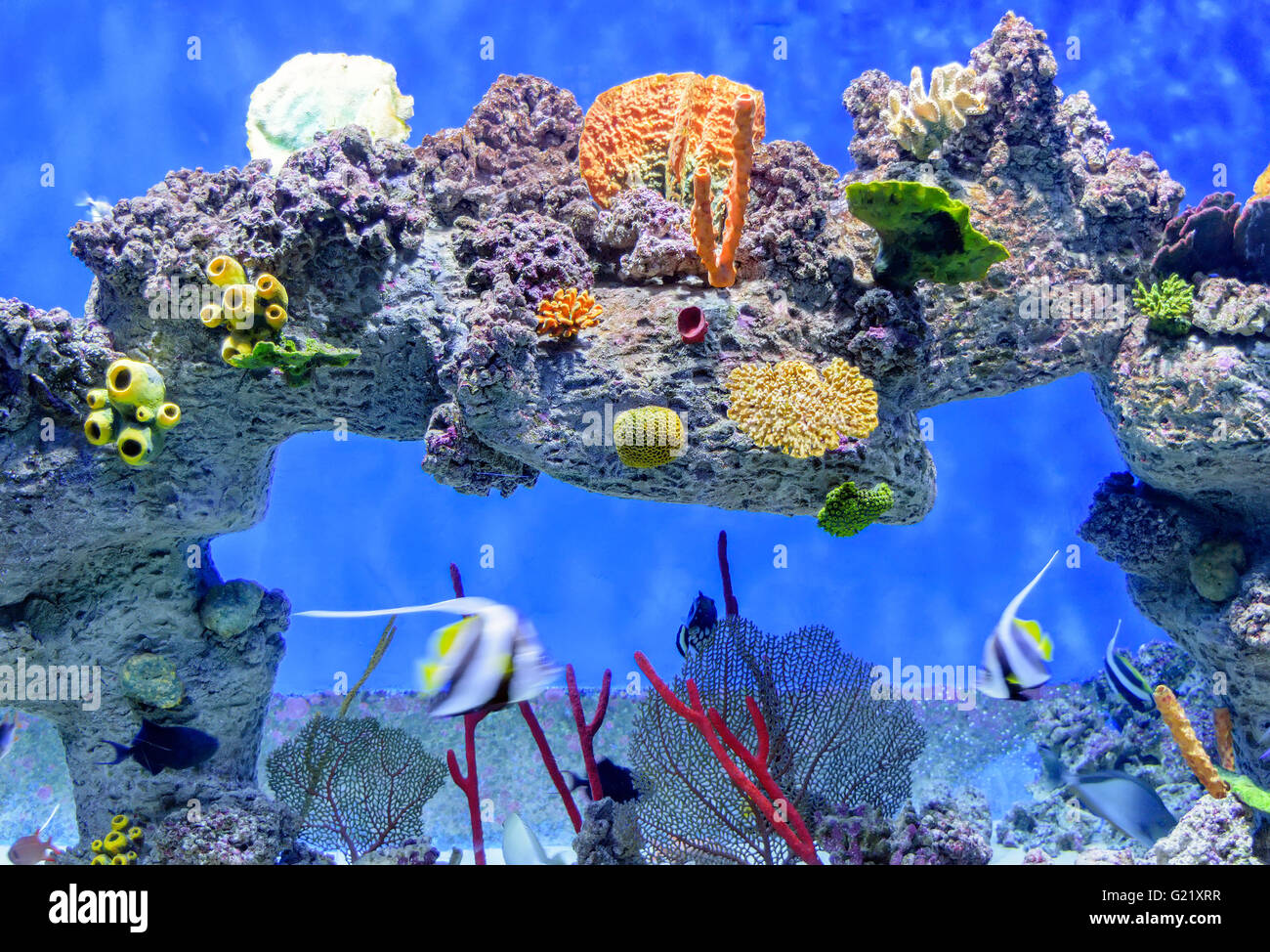 Le monde sous-marin exotique de récifs coralliens en eau peu profonde. Banque D'Images