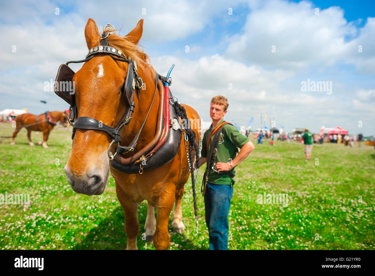 Suffolk punch cheval, lors d'une foire agricole à proximité de Bury St Edmunds Suffolk Punch l'un attend patiemment une commande. Banque D'Images