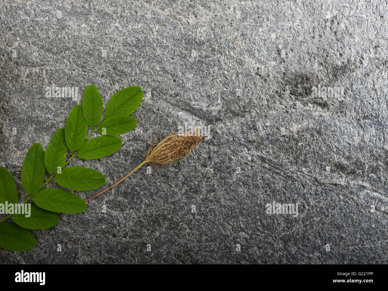 Feuilles sur fond de pierre Banque D'Images