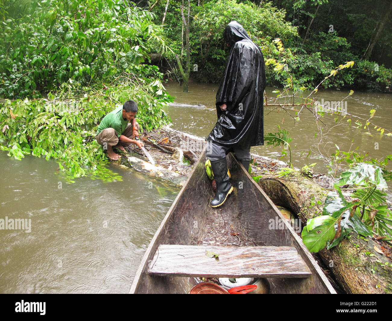 Matses couper un arbre dans la rivière Yavari. Amazon. Pérou Banque D'Images