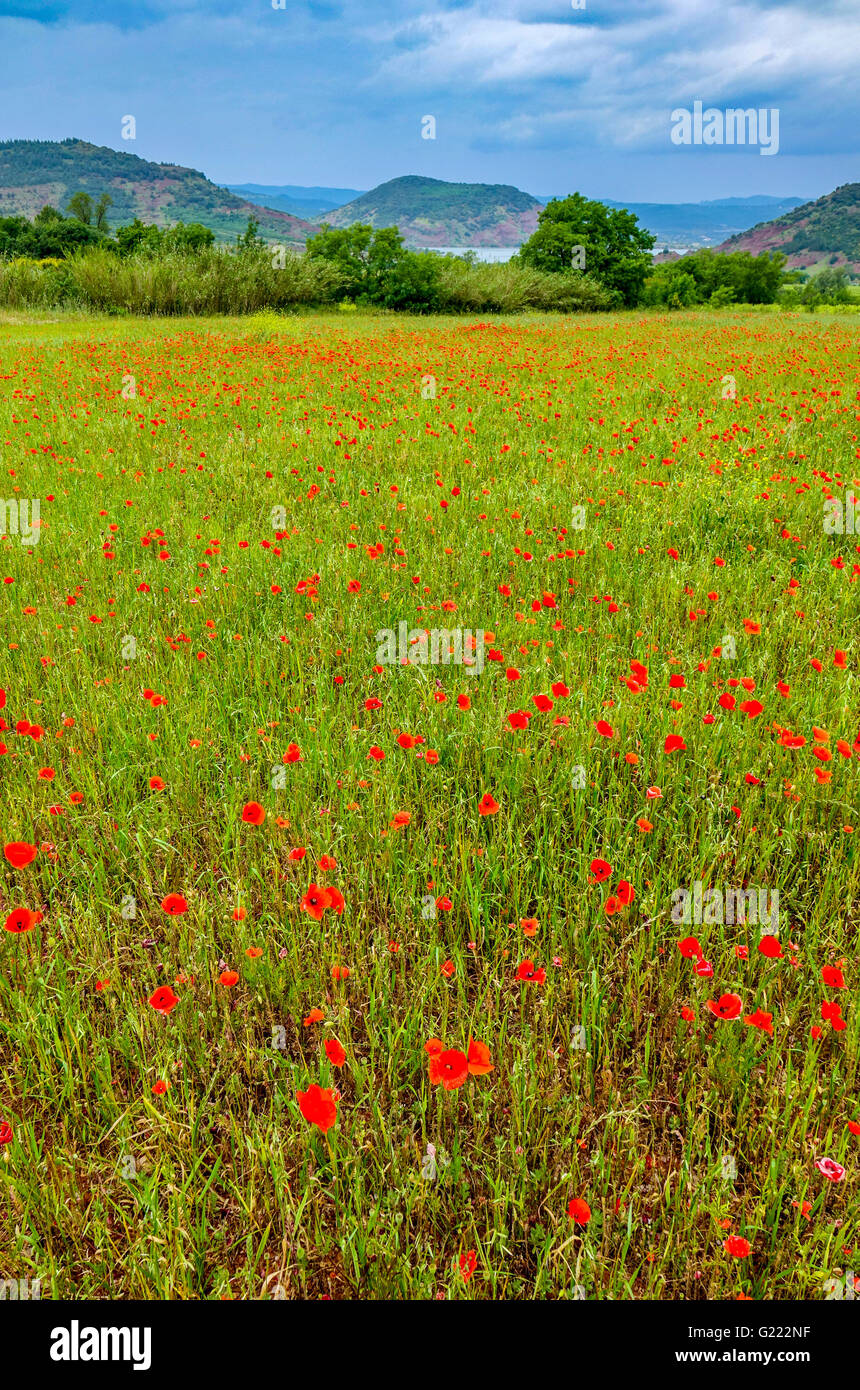 Domaine de coquelicots rouges près du Lac de Salagou, Hérault, France Banque D'Images