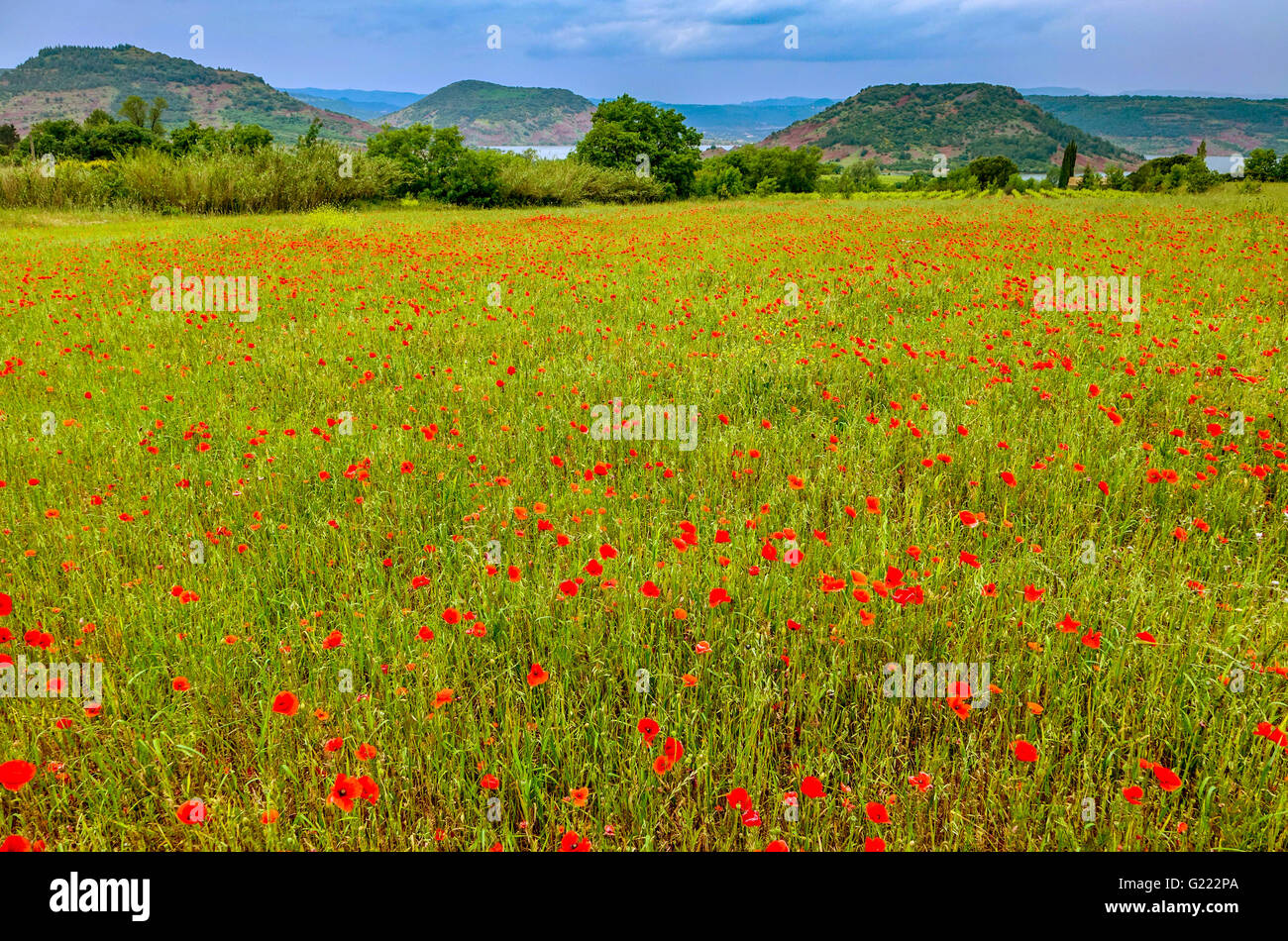 Domaine de coquelicots rouges près du Lac de Salagou, Hérault, France Banque D'Images