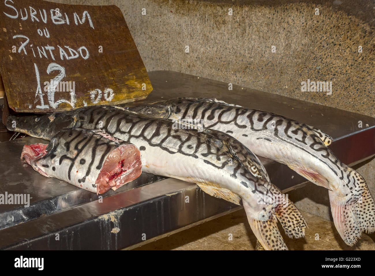 Amazon River Fish pour la vente au marché Ver O Peso Belem Brésil Banque D'Images
