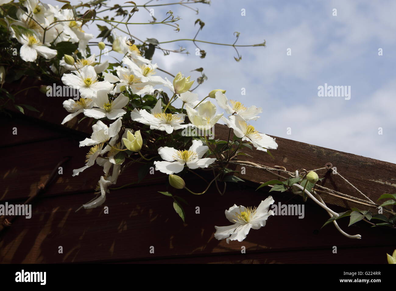 Clematis floraison Lincs UK Banque D'Images