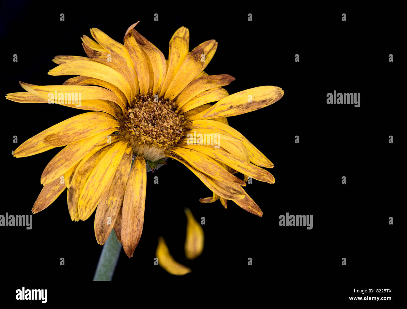 Belle fleur dahlia jaune pétales fanées avec isolé sur fond noir Banque D'Images