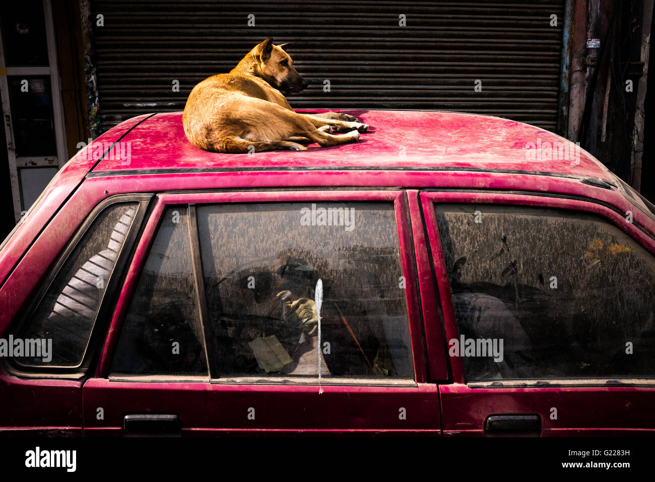 Chien assis sur le dessus d'une voiture sale à Delhi, Inde Banque D'Images