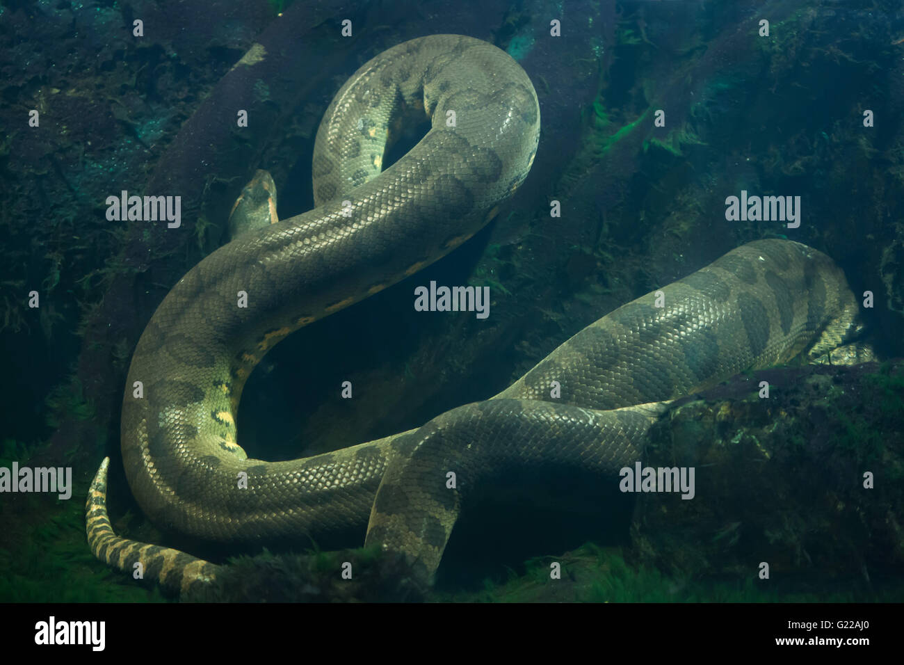 Anaconda vert (Eunectes murinus) au Zoo de Prague, République tchèque. Banque D'Images