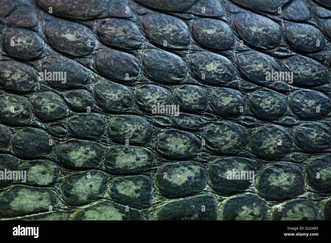 Gavial (Gavialis gangeticus), sait aussi que le gavial. La texture de la peau. Des animaux de la faune. Banque D'Images