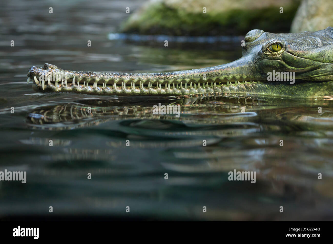 Gavial (Gavialis gangeticus), sait aussi que le gavial au Zoo de Prague, République tchèque. Banque D'Images