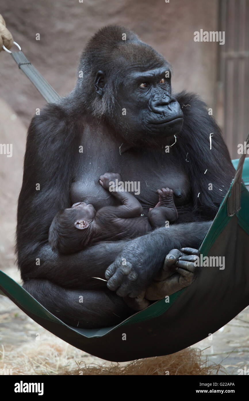 Comment S Appelle La Femelle Du Gorille Petit bébé gorille Banque de photographies et d'images à haute résolution -  Alamy