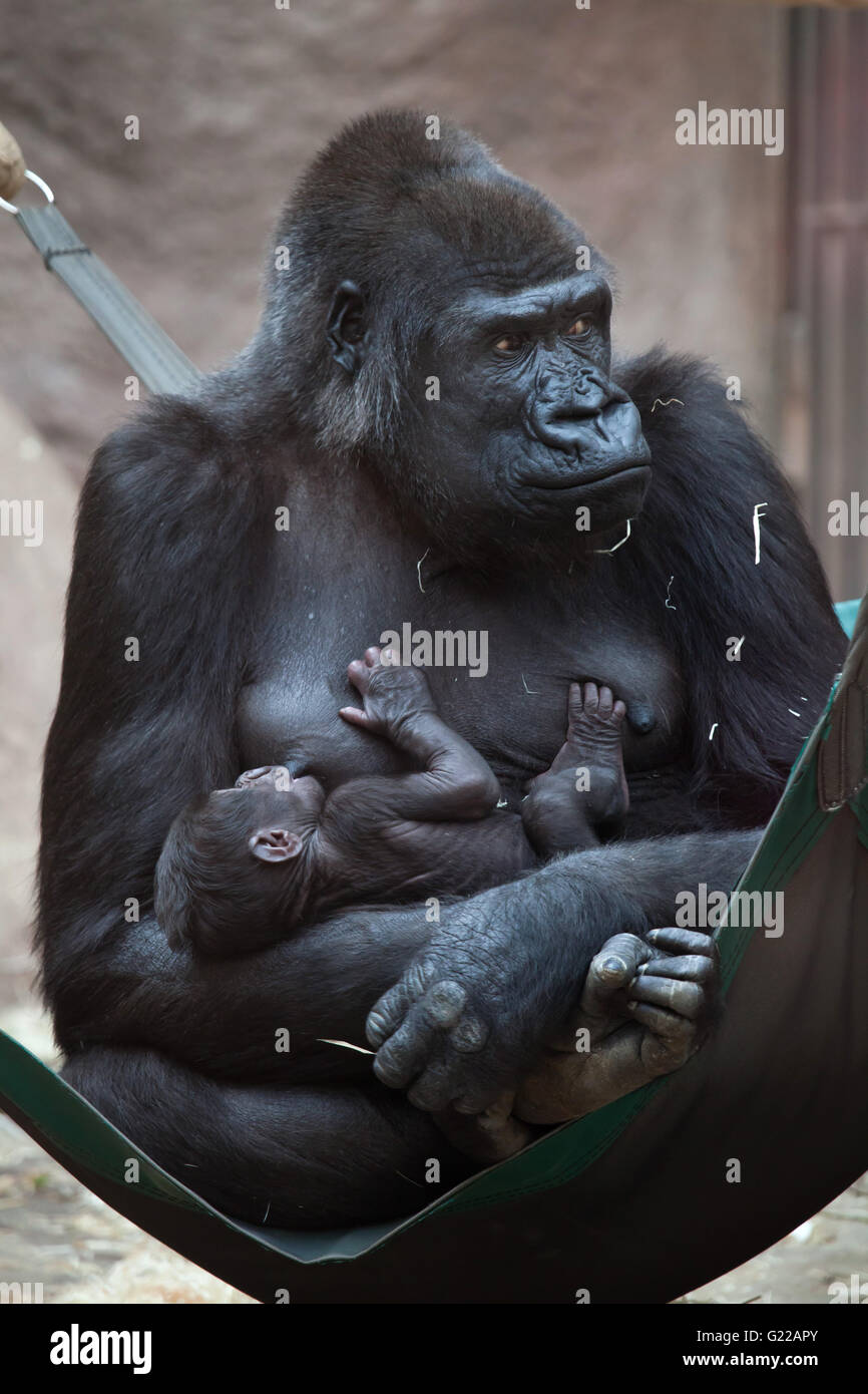 Comment S Appelle La Femelle Du Gorille Petit bébé gorille Banque de photographies et d'images à haute résolution -  Alamy
