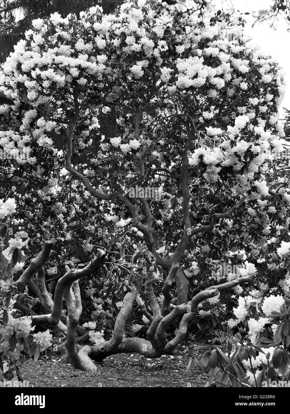 Rhododendron torsadée arbre avec des fleurs blanches à Langley Park Banque D'Images