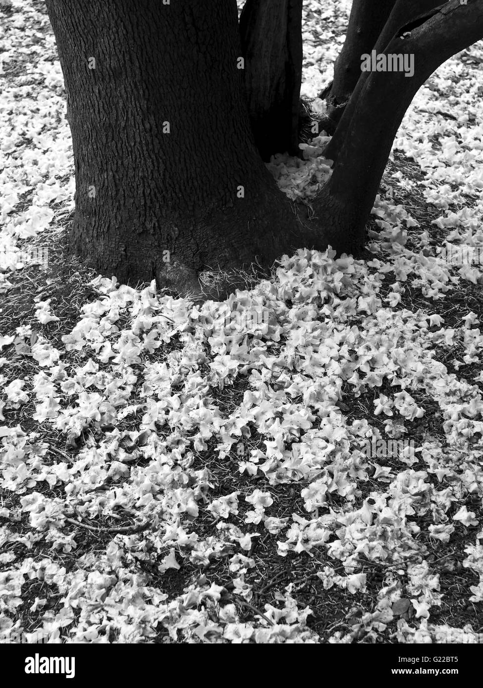 Les feuilles de Rhododendron sur le sol autour d'un tronc d'arbre Banque D'Images