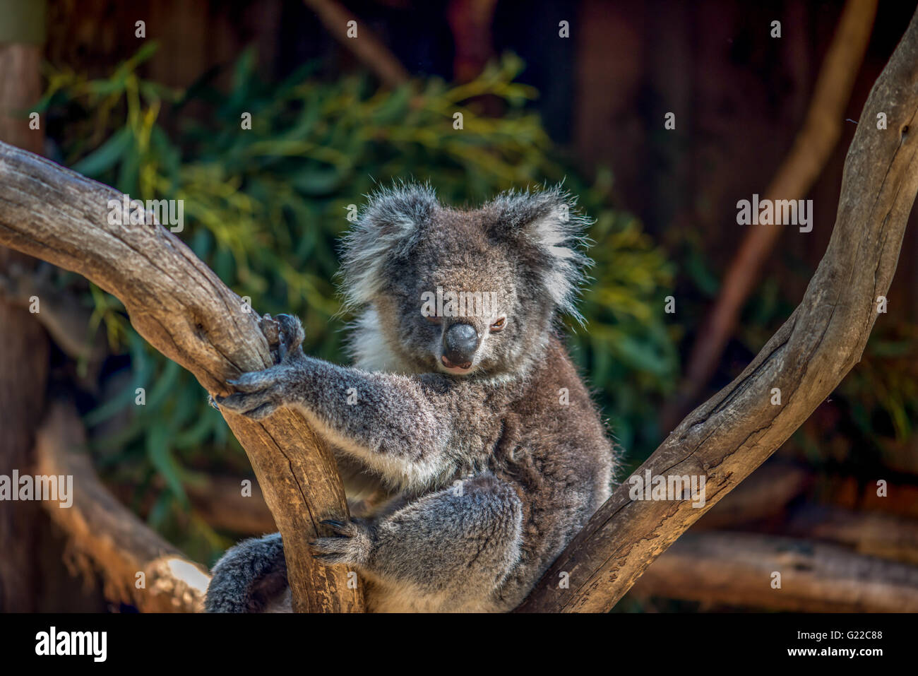 Le Koala (Phascolarctos cinereus) dans l'arbre Banque D'Images