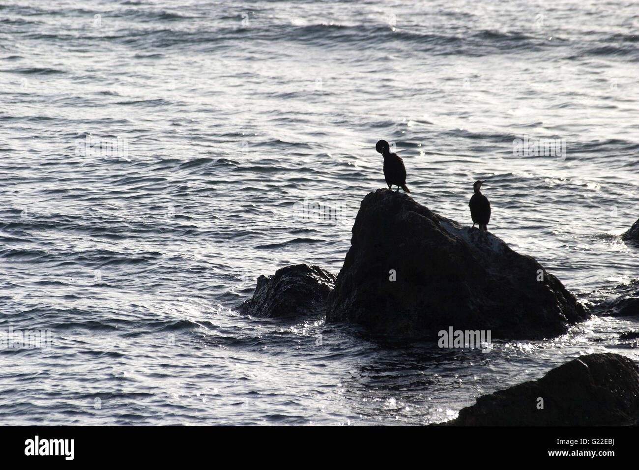 Une silhouette poétique photo de deux oiseaux sur un rocher au bord de la mer, Palma de Majorque, Espagne, mer, Tourisme, vacances, été Banque D'Images