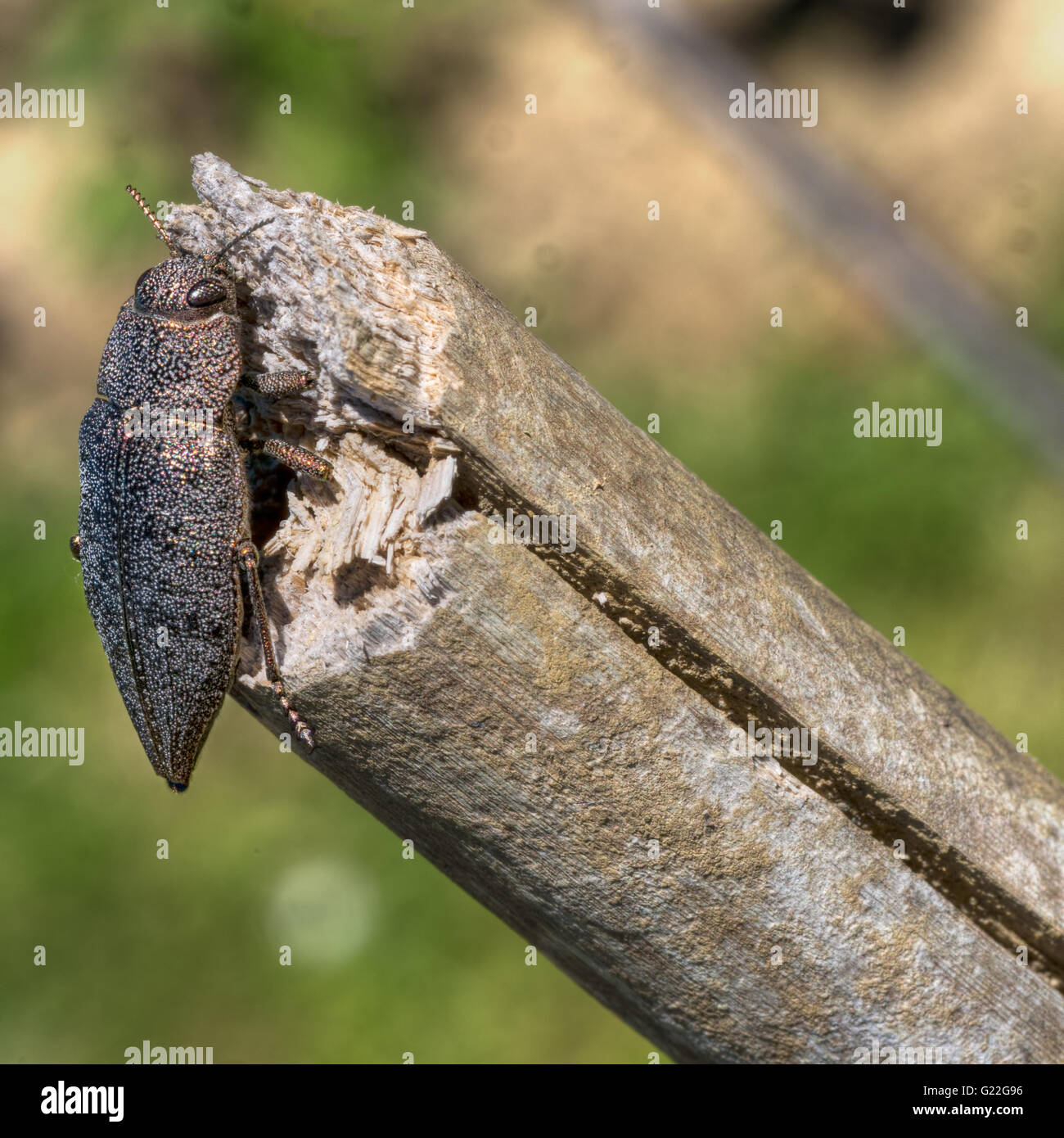 Buprestidae. Aenea Dicerca.Jewel beetle, Close up. Banque D'Images