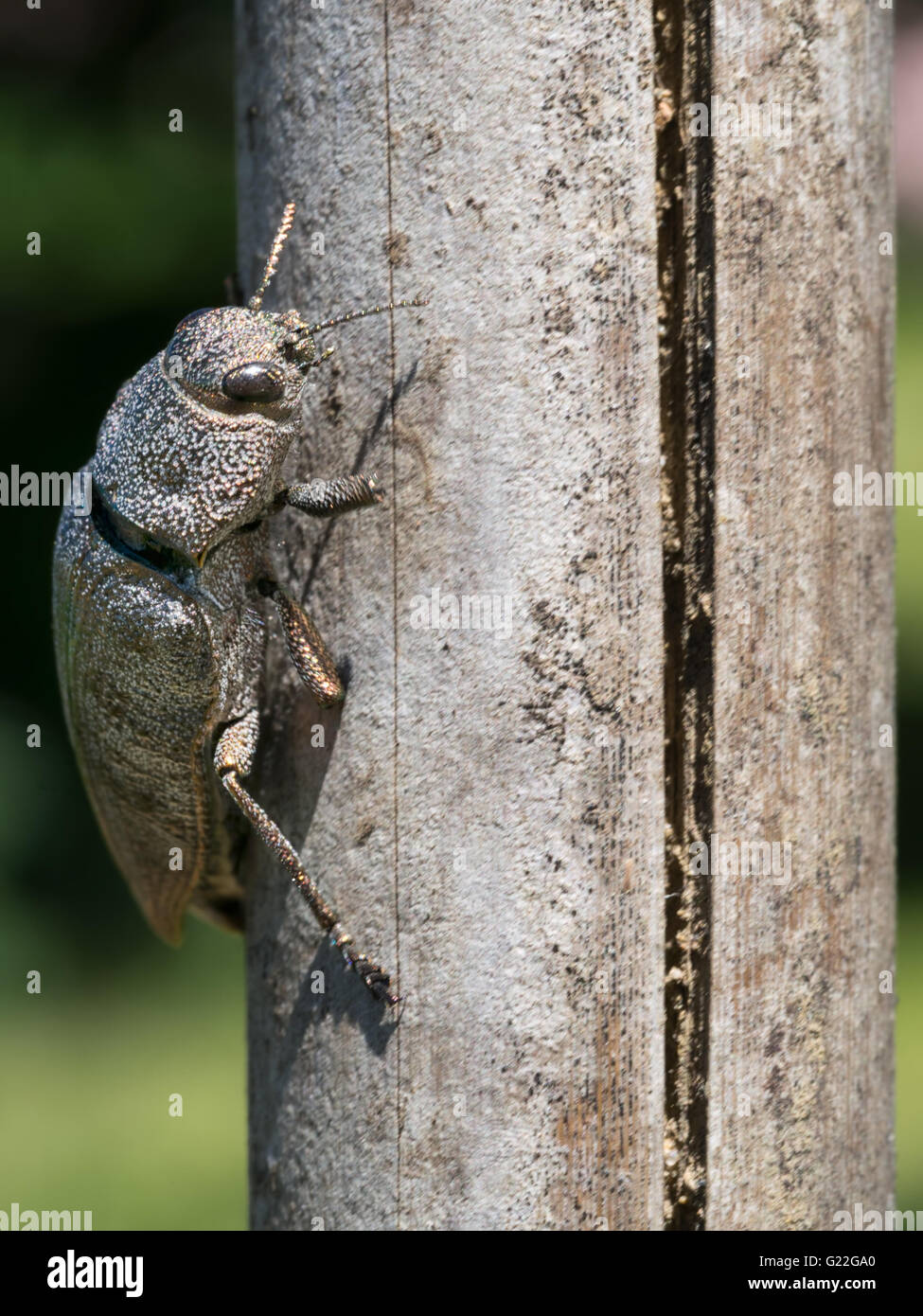 Buprestidae. Jewel beetle, Close up. Dicerca aenea. Banque D'Images