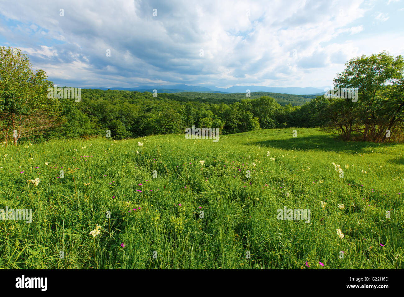 Champ vert herbe ciel bleu nuage meadow pelouse rural d'été campagne soleil nuageux pays usine belle nature cloudscape Banque D'Images