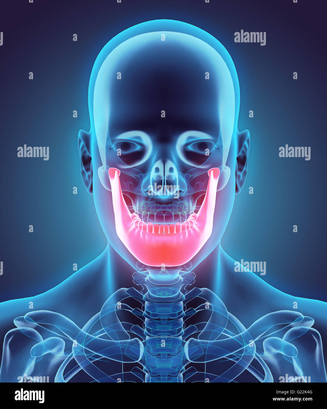 3D illustration de mandibule - Partie de squelette humain. Banque D'Images