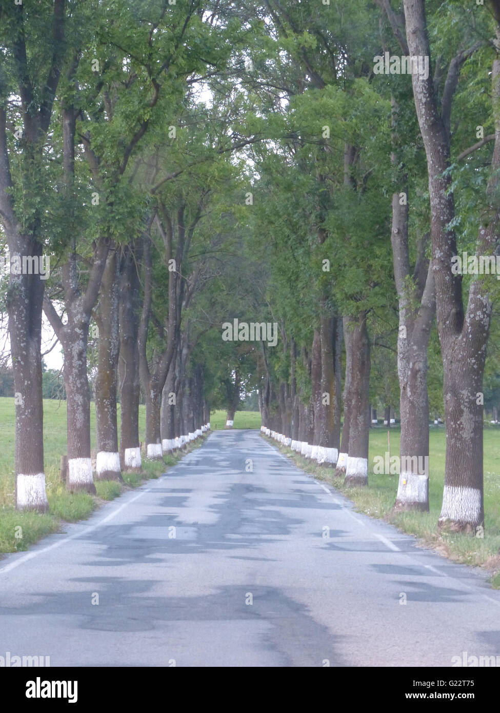 République tchèque - allée d'arbres, en Bohême du sud Banque D'Images
