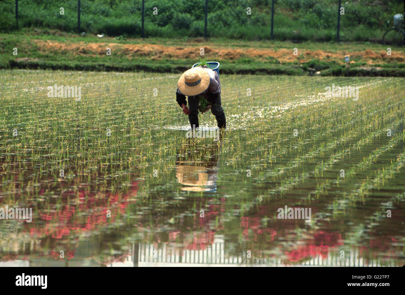 Le Japon, l'agriculteur de riz, semoir, champ de riz Banque D'Images