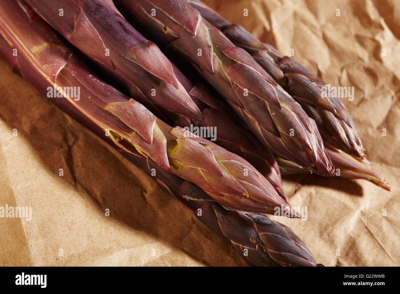Tiges d'asperges fraîches, violet à partir de la Pennsylvanie, USA Banque D'Images