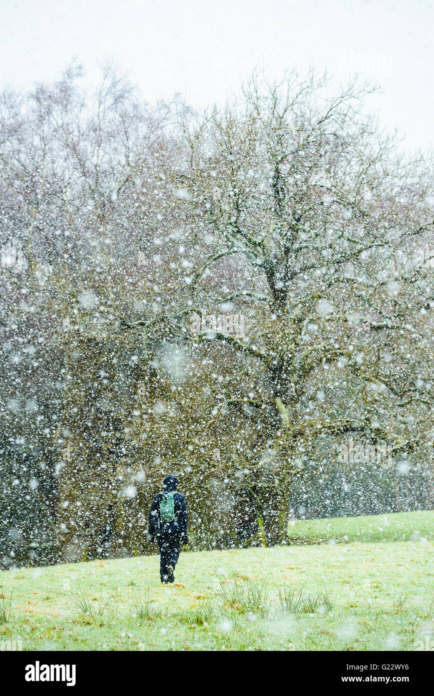 Femme marche dans la neige qui tombe près de Dolphinholme Lancashire Banque D'Images