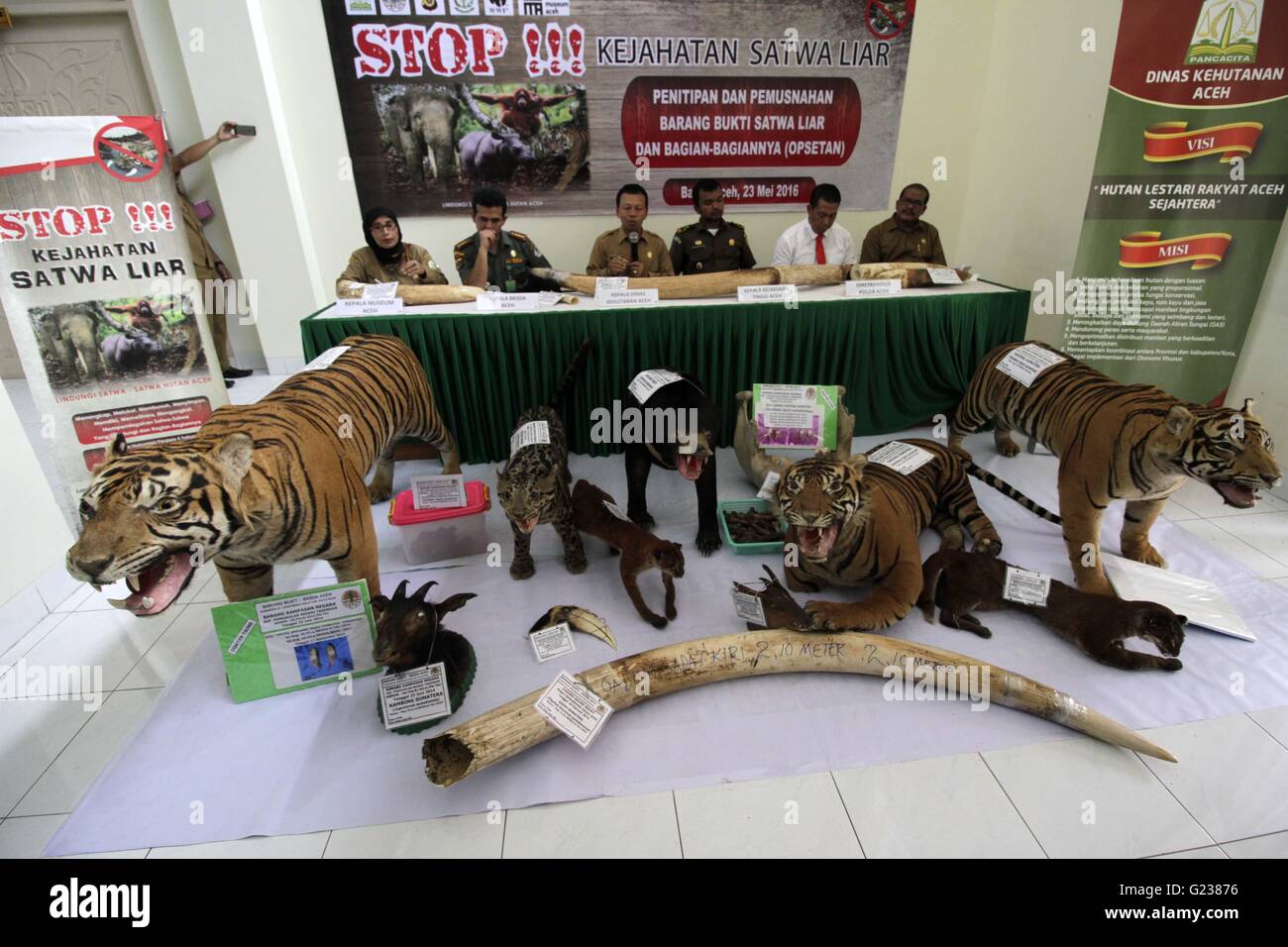 L'Aceh. 23 mai, 2016. Photo prise le 23 mai 2016 montre quelques produits animaux sauvages confisqués affichés au bureau du ministère de la foresterie d'Aceh dans la bande d'Aceh, province d'Aceh, en Indonésie. Les articles illégaux ont été confisqués à des braconniers d'animaux sauvages animaux sauvages et illégales des négociants en Aceh comme gouvernement indonésien continue de lutter contre le commerce illégal des animaux sauvages sur le marché noir. Credit : Junaidi/Xinhua/Alamy Live News Banque D'Images