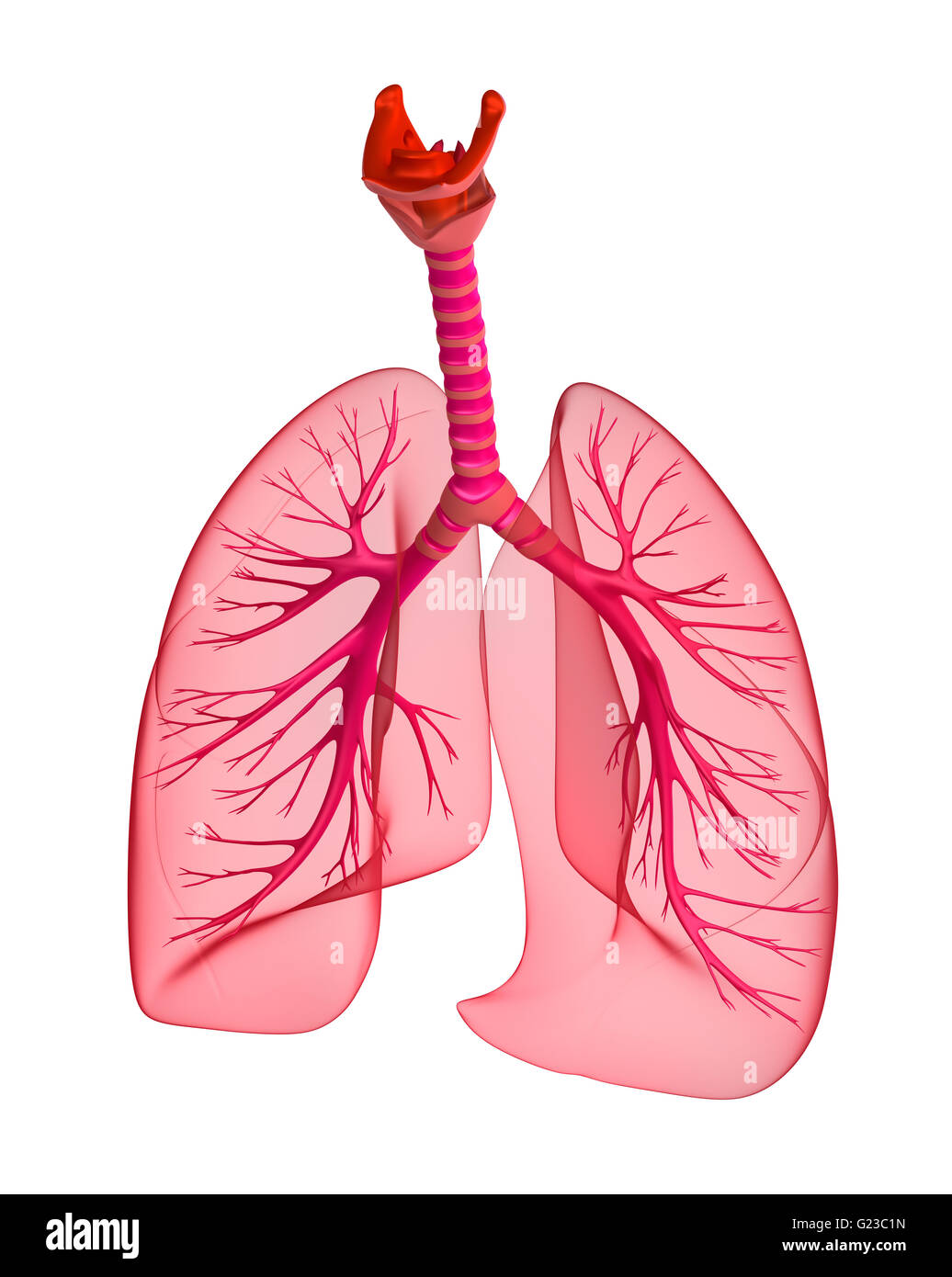Les poumons et la trachée. 3D render Banque D'Images