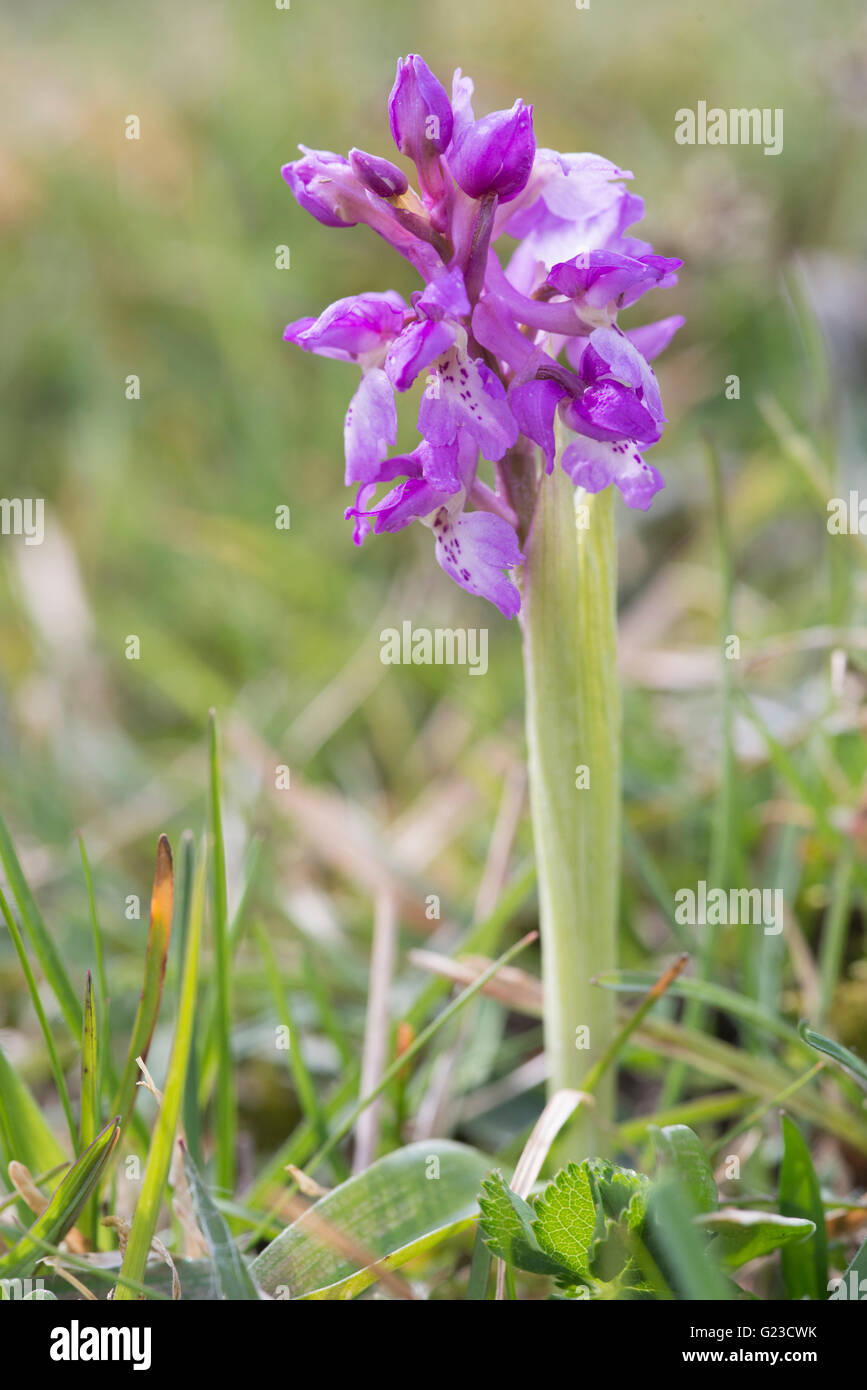 Orchis pyramidal Anacamptis pyramidalis, Banque D'Images