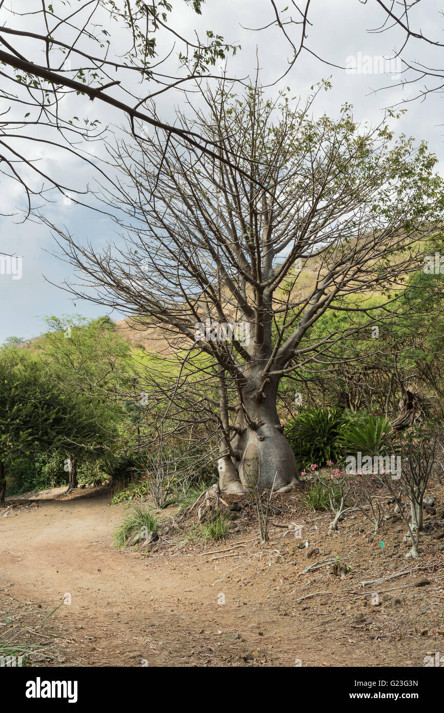 Baobab dans le Jardin botanique de Koko Crater Banque D'Images