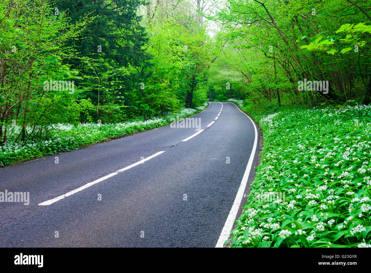 Route bordée de Ramsons si une caduques. Brockley Combe, North Somerset