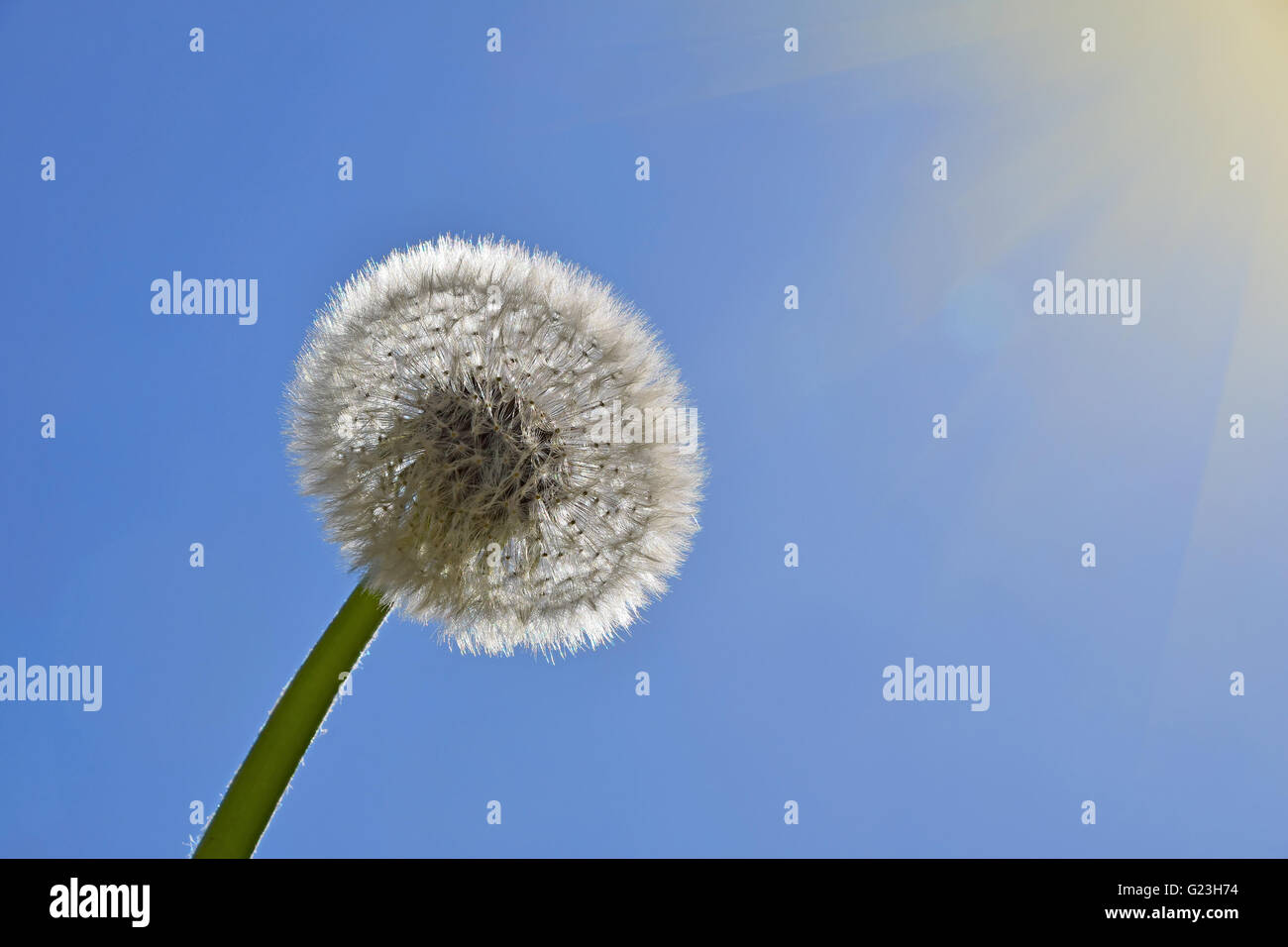 Pissenlit fleur blanche avec tête tige verte de plus en plus clair le ciel bleu et le soleil soleil Banque D'Images