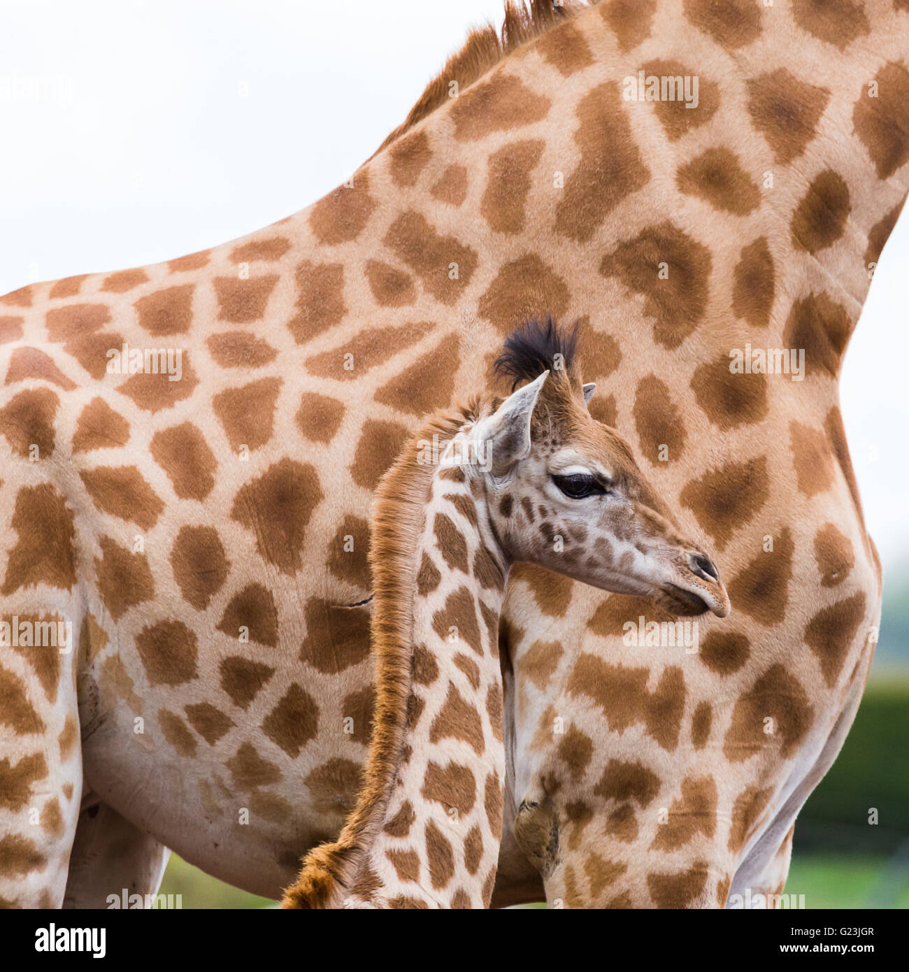 Un bébé girafe capturé contre sa mère, le bébé étant juste plus grand que c'est mères membres postérieurs. Cela a été capturé dans le Sud Banque D'Images