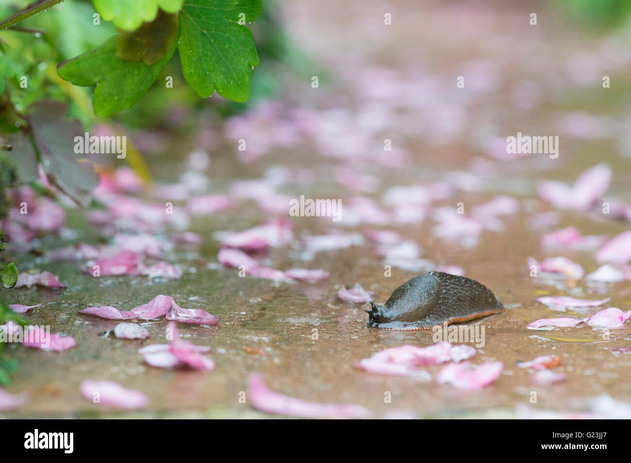 Slug sur un chemin de jardin humide au printemps. UK Banque D'Images