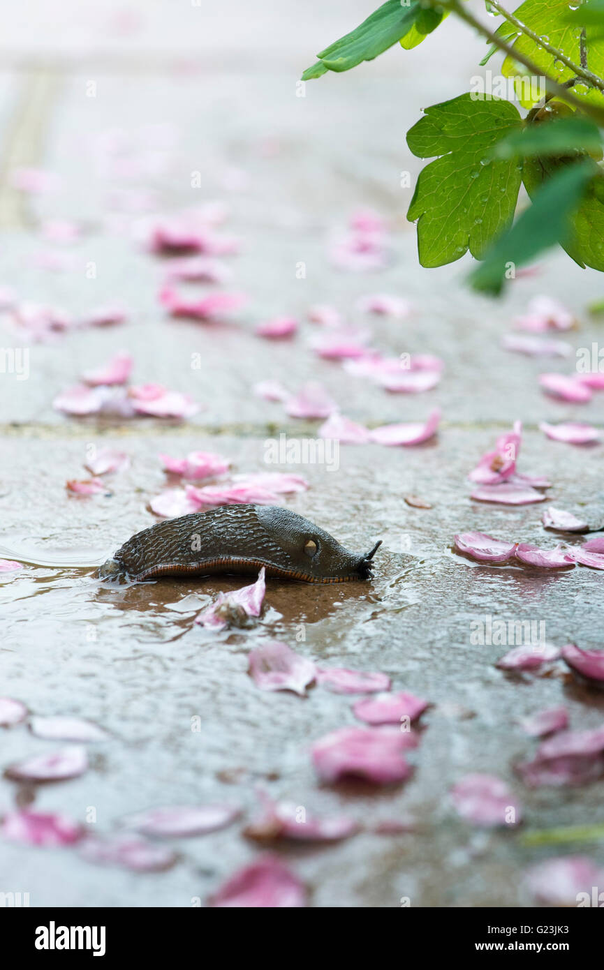 Slug sur un chemin de jardin humide au printemps. UK Banque D'Images