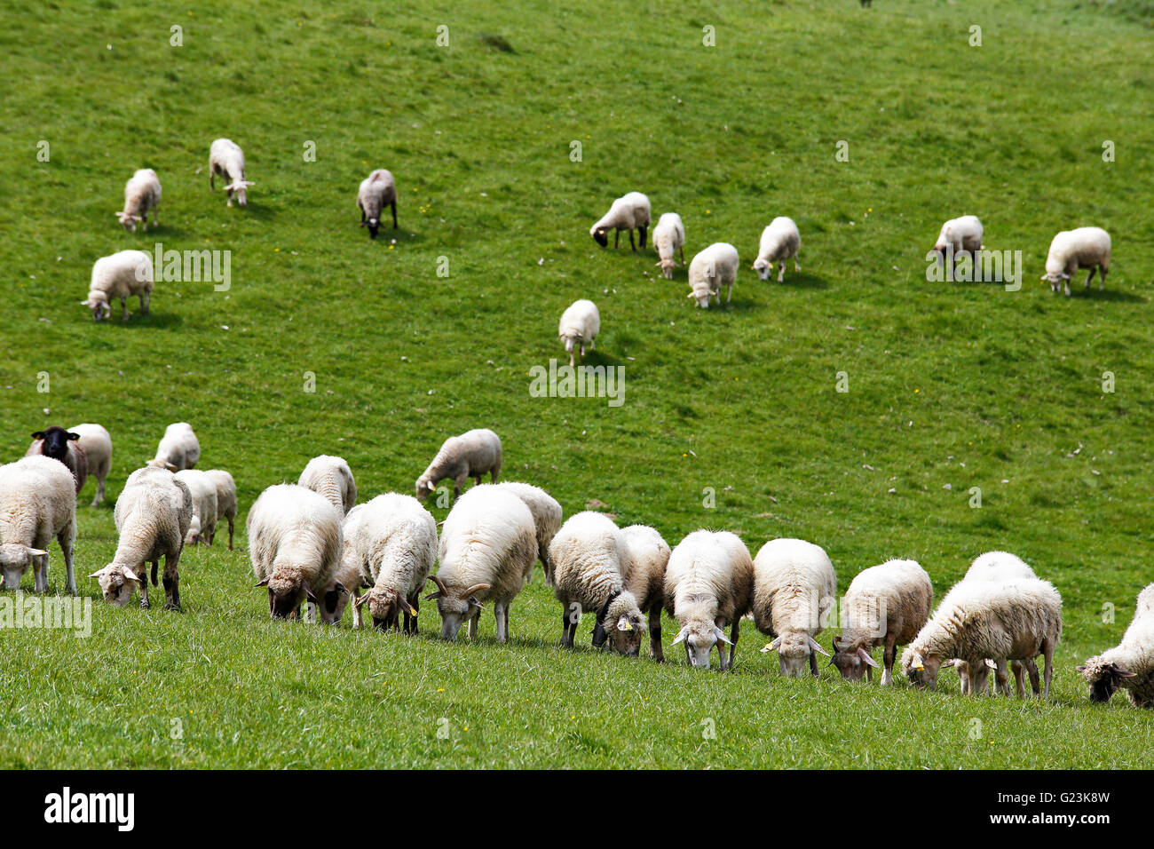 Troupeau de moutons dans un pré vert. Printemps champs et des prés. Banque D'Images