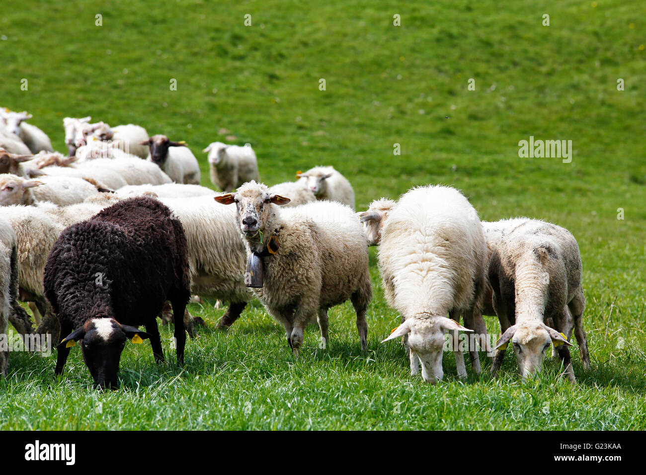 Troupeau de moutons dans un pré vert. Printemps champs et des prés. Banque D'Images