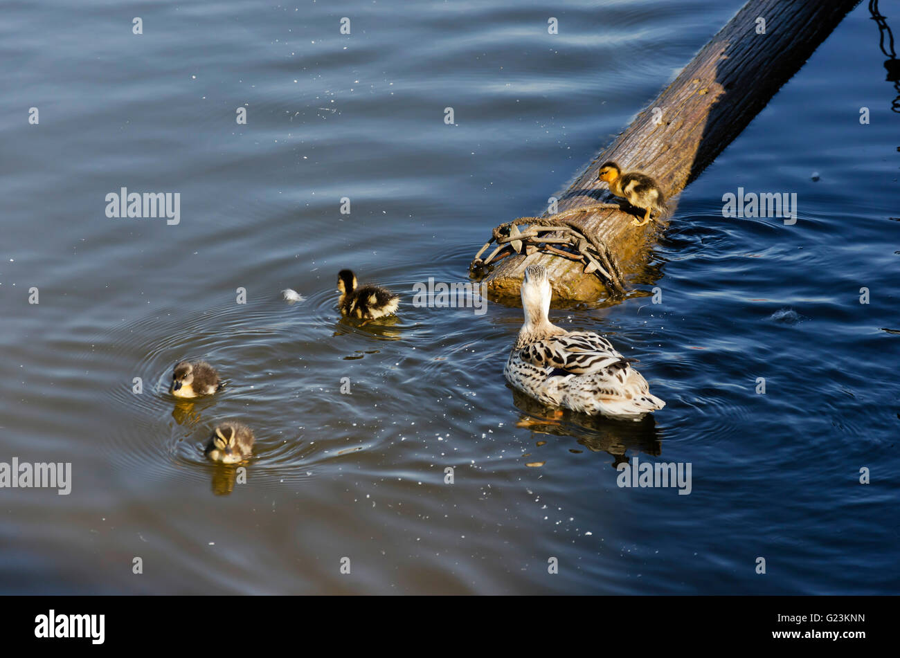 La basse-cour de race femelle/canard colvert avec quatre jeunes canetons sur les Norfolk Broads. Banque D'Images