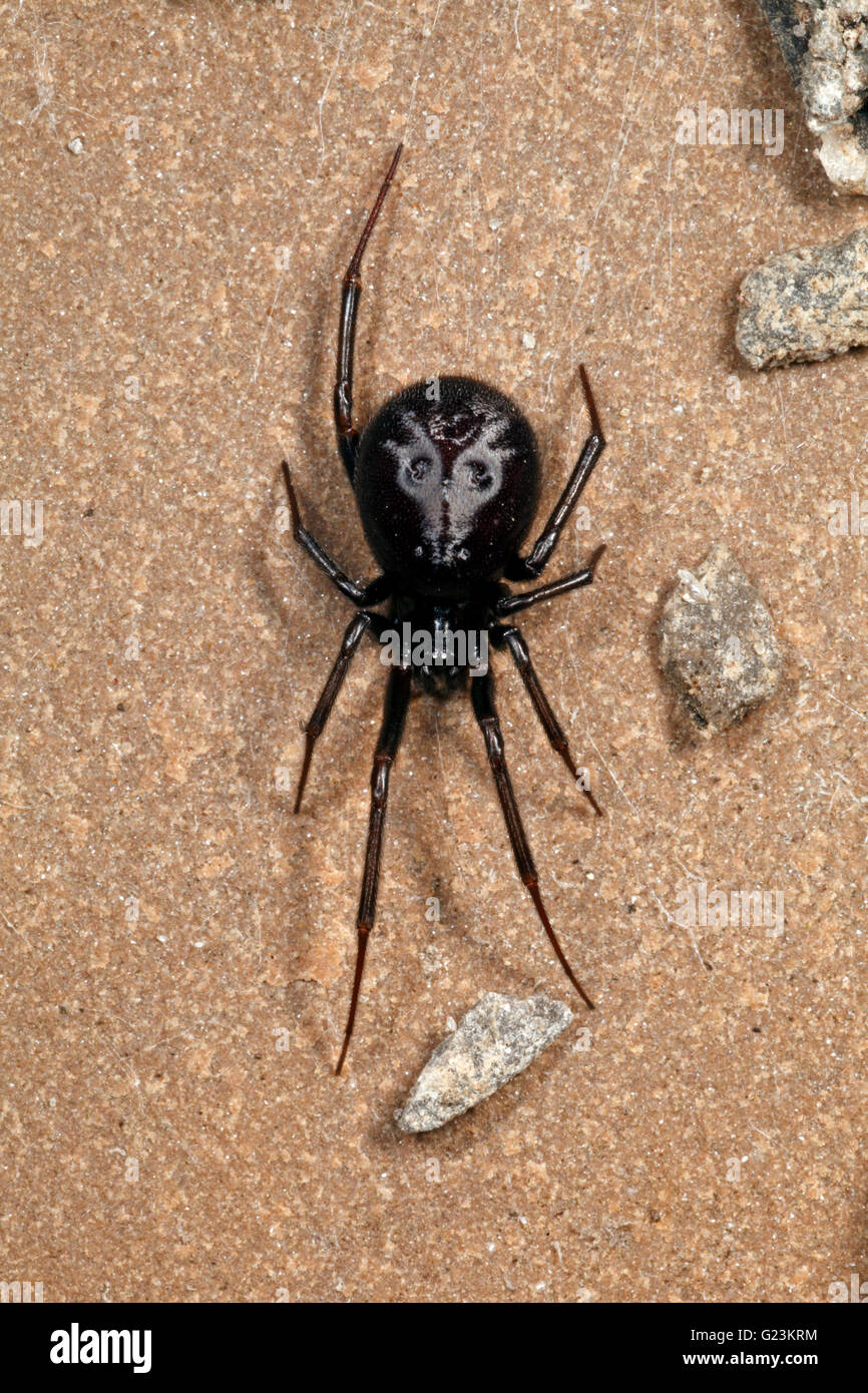 Steatoda grossa placard araignée. Banque D'Images