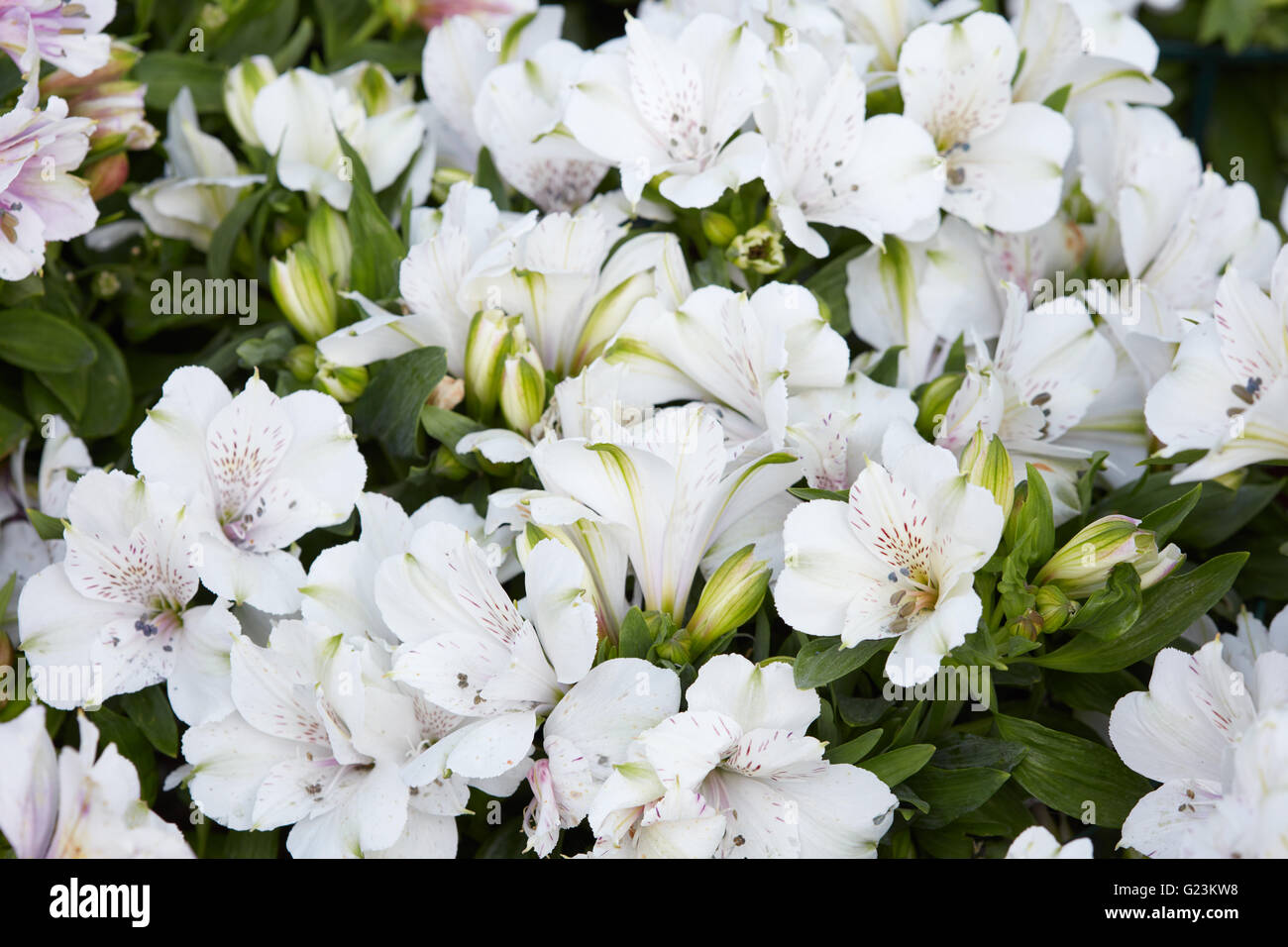 Astroemeria fleurs blanches fond avec bourgeons et les feuilles Banque D'Images
