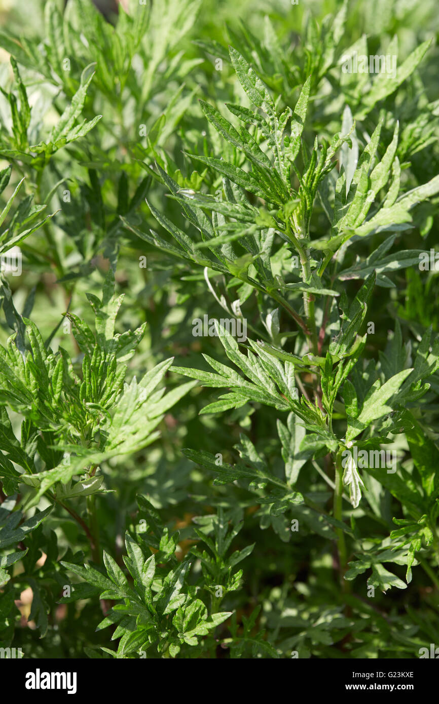L'armoise, Artemisia vulgaris plante et feuilles vertes Photo Stock Alamy