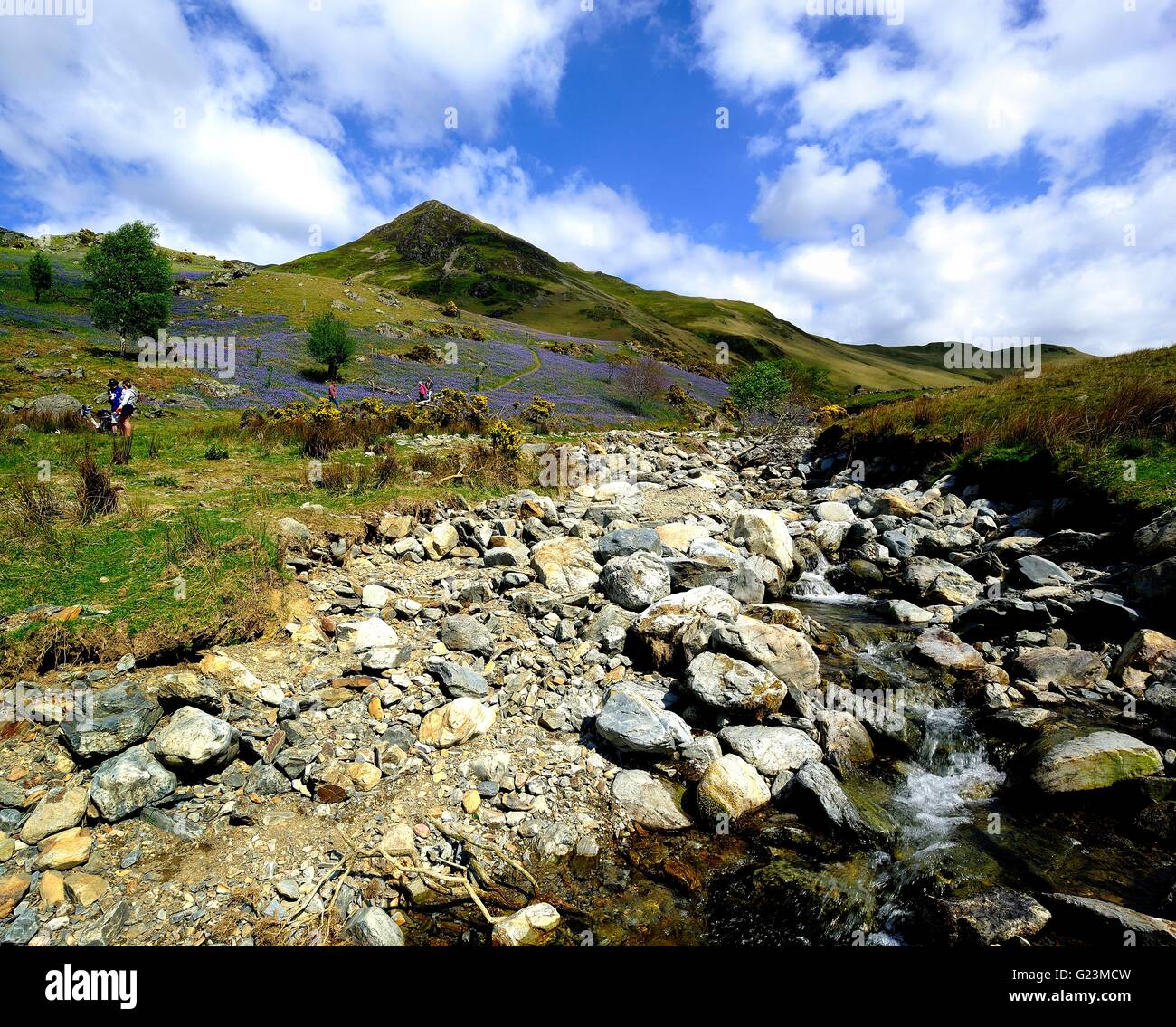 Explorer l'Rannerdale Bluebells, Cumbria Banque D'Images