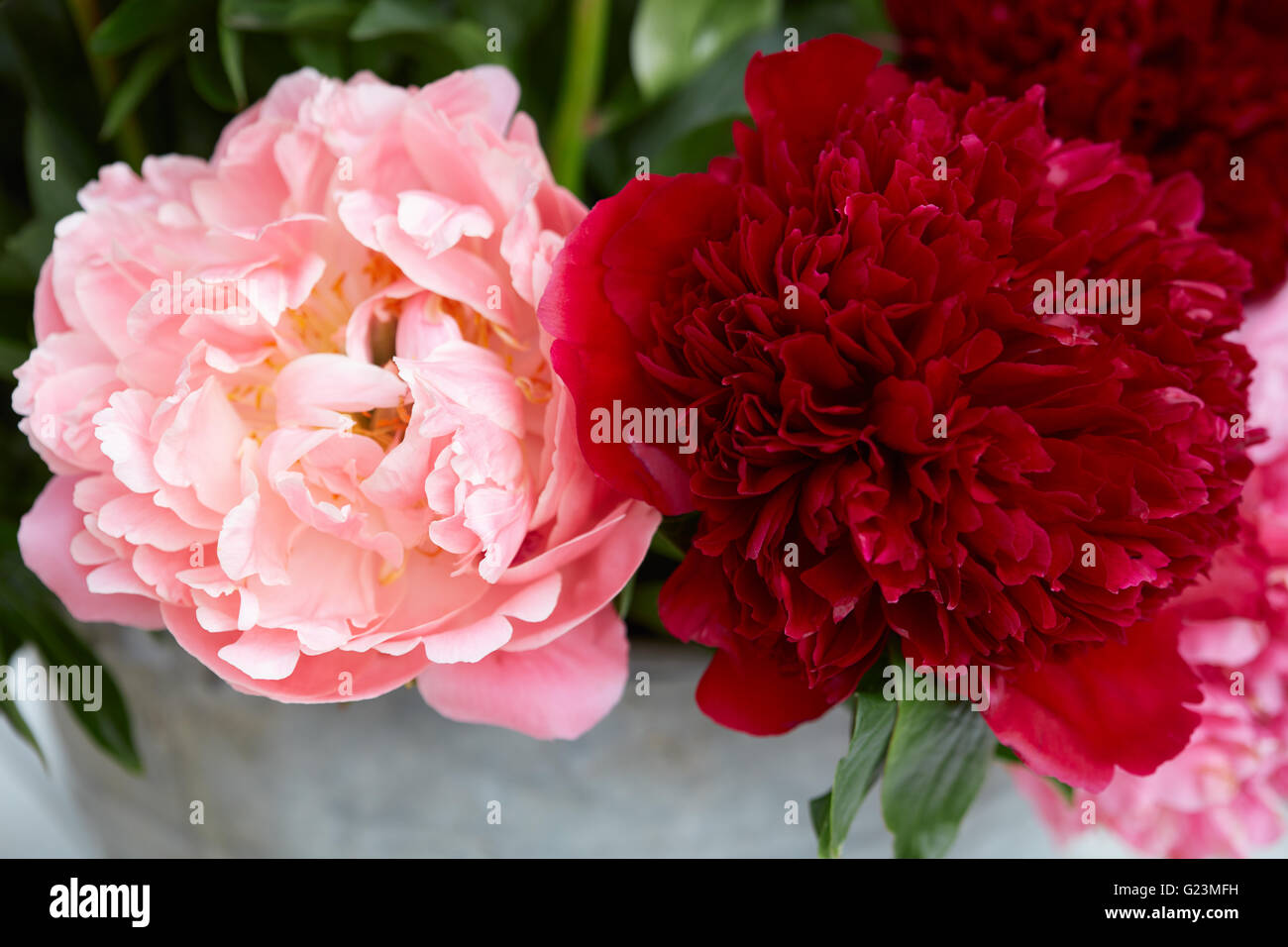 Deux fleurs de pivoine en couleurs rouge et rose avec des feuilles Banque D'Images