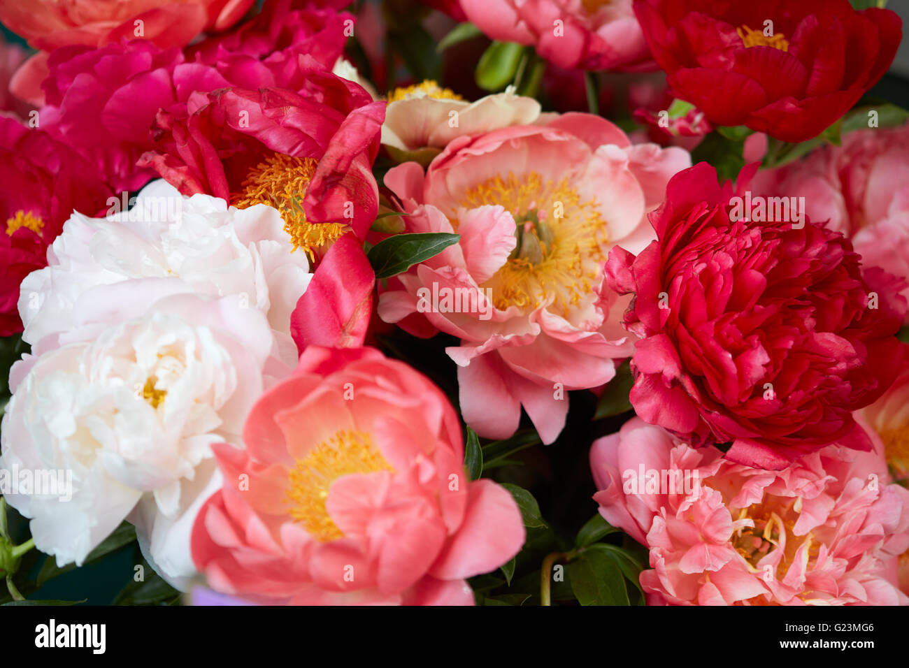 Fleurs de pivoine en rouge, rose et blanc couleurs background Banque D'Images