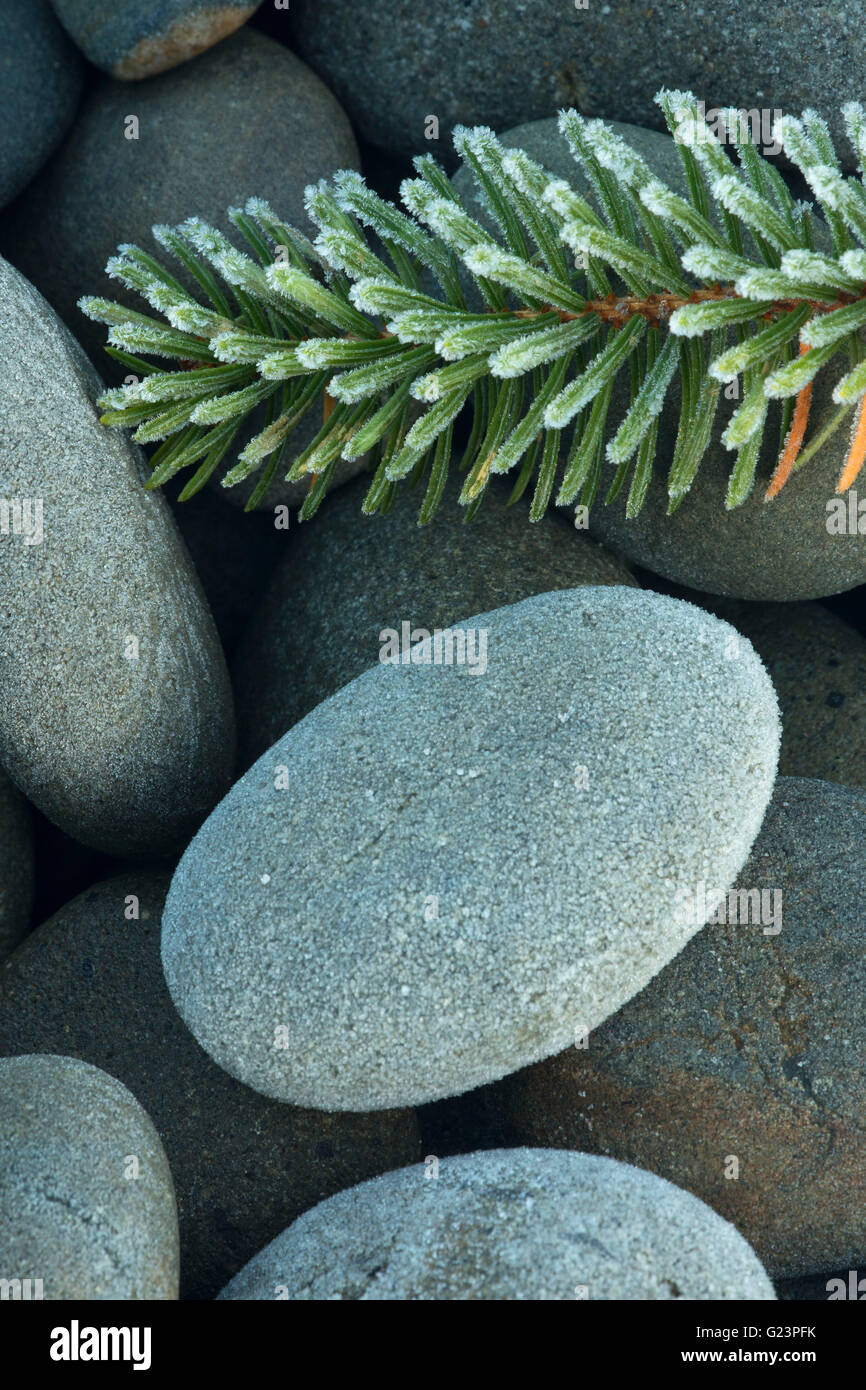 Galets sur South Beach, Olympic National Park, Washington Banque D'Images